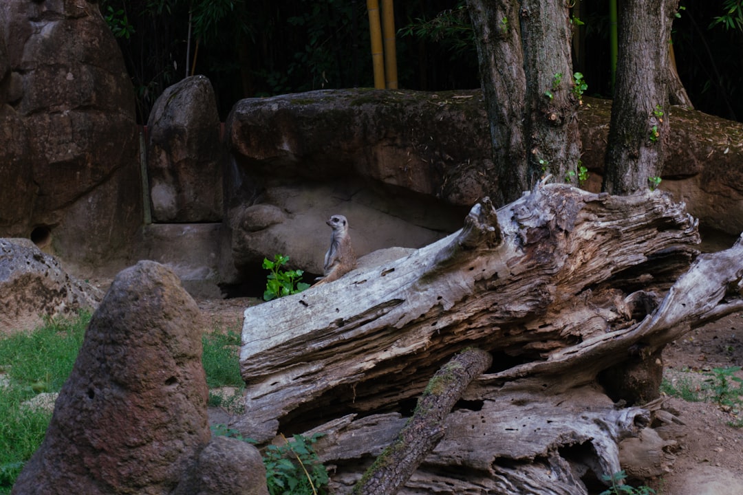 Singapore Zoo & Night Safari: A Wildlife Wonderland Guide