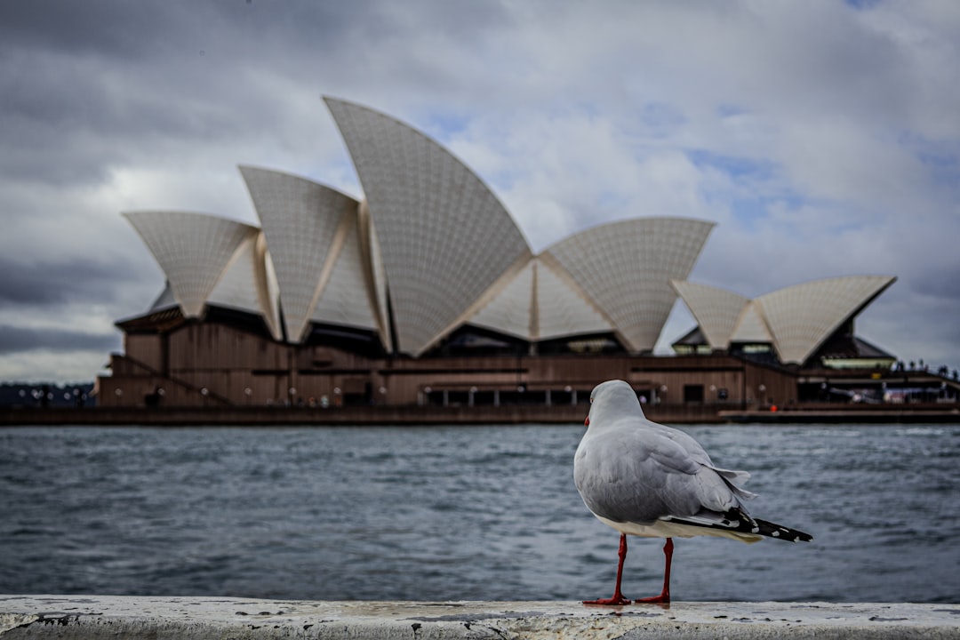 Paws and Patios: A Guide to the Best Pet-Friendly Hotels in Sydney